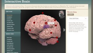 InteractiveBrain
