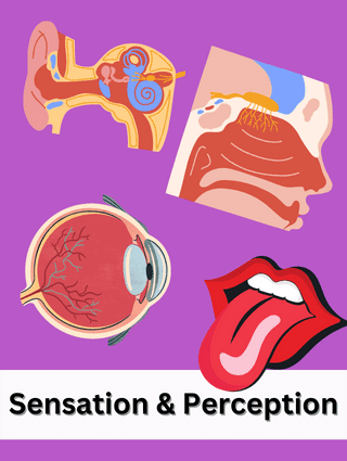 Sensation and Perception